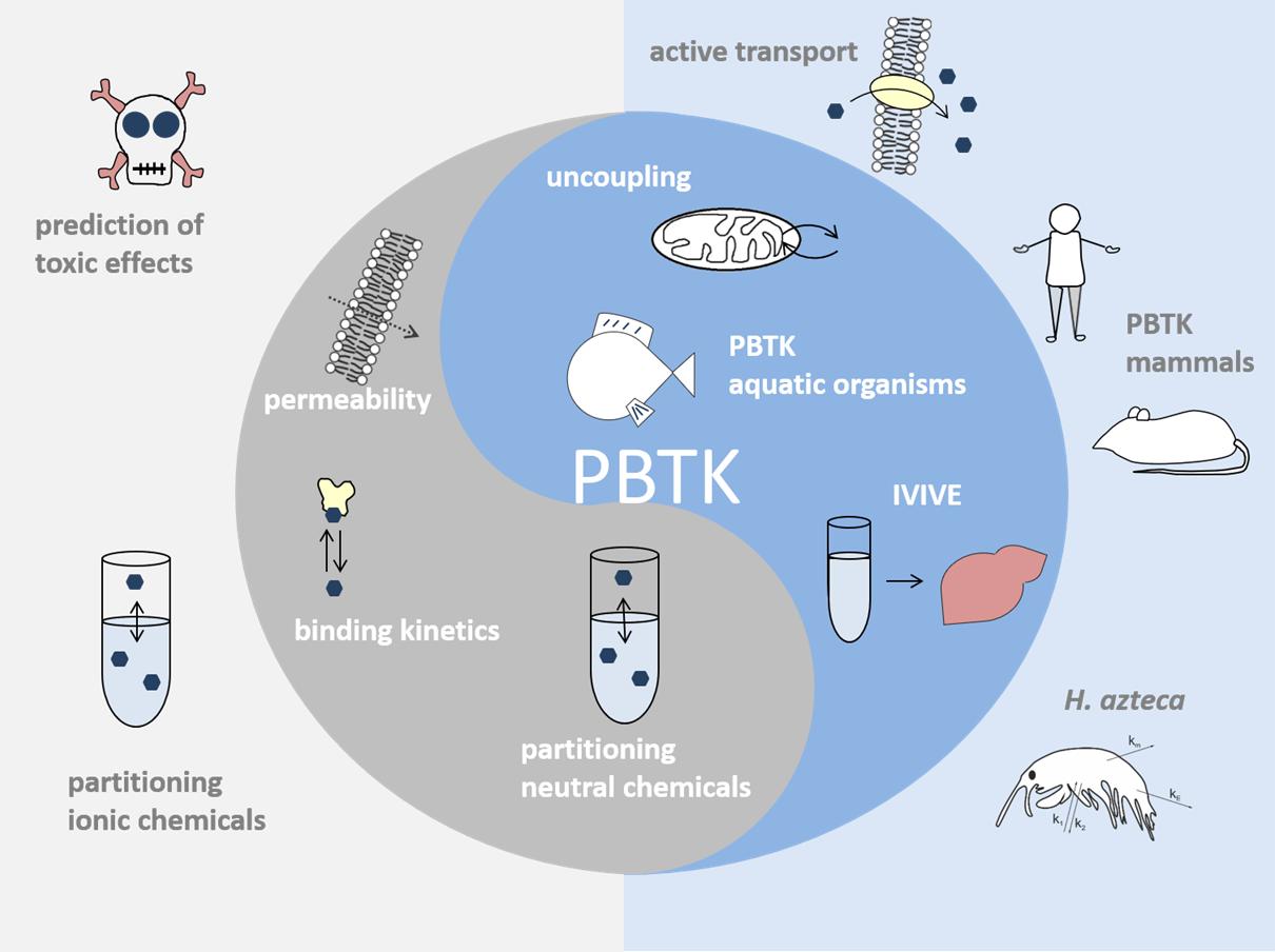 Physiologically Based Toxicokinetic (PBTK) Modeling Physiologically Based Toxicokinetic (PBTK) Modeling